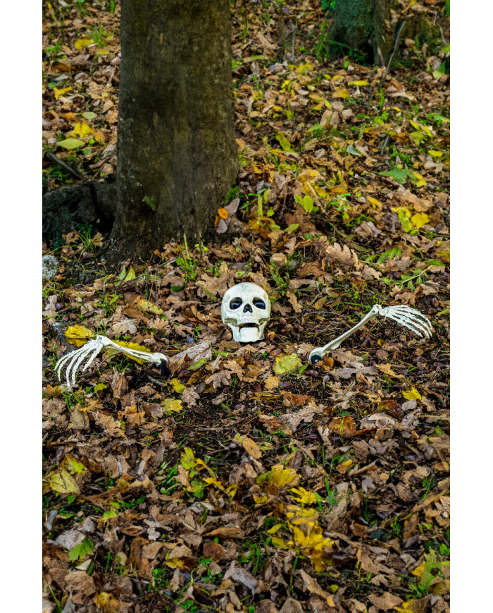 3 skeleton bones with pickets on card