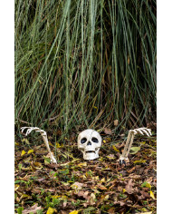 3 ossa scheletro con picchetti su cartoncino