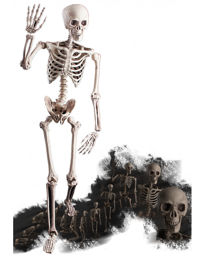 Esqueleto flexible de unos 160 cm de alto con etiqueta