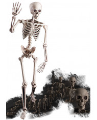 Articulated Skeleton, H.Cm.160