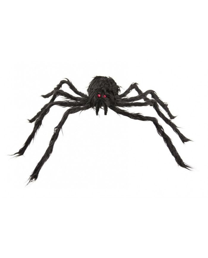 Black hairy spider with diameter cm.6. It has two small red