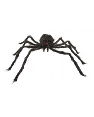 Black hairy spider with diameter cm.6. It has two small red