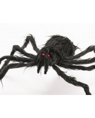 Black hairy spider with diameter cm.6. It has two small red