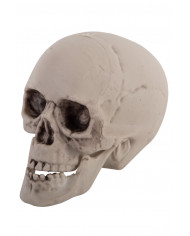 6 skulls, high cm.7, to decorate the small horror angles and