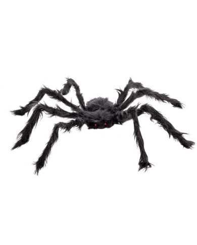 Black hairy spider, approx. 75cm in diameter. It has two small